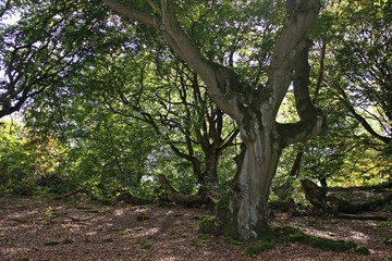 Rindenherz im Zauberwald