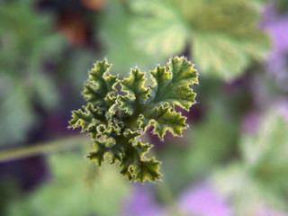 artistica foglie di geranio in primo piano