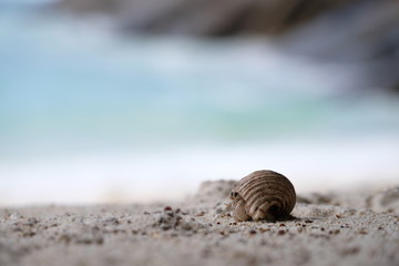Crab walking on the beach