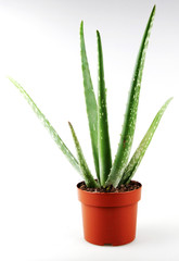 Aloe Vera On White Background