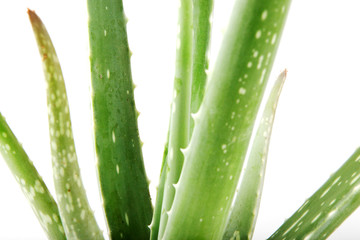 Aloe Vera On White Background