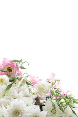 beautiful pink lisianthus flowers isolated on white