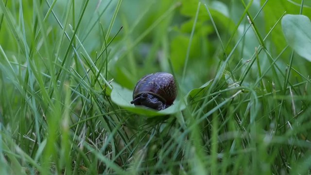 snail comes out of his house to see the world