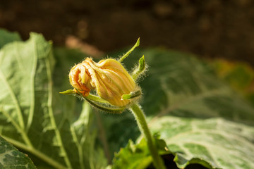 Squash blossom with green leaves in the garden.