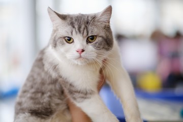 Cat cute animal pet domestic,  fluffy.