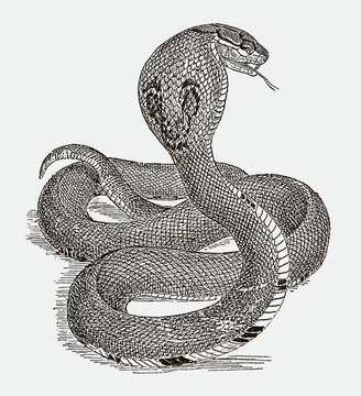 Indian cobra naja in defensive posture in back view. Illustration after engraving from 19th century