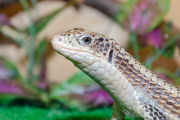 Representative reptiles.