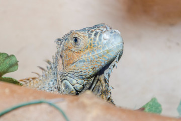 Representative reptiles.