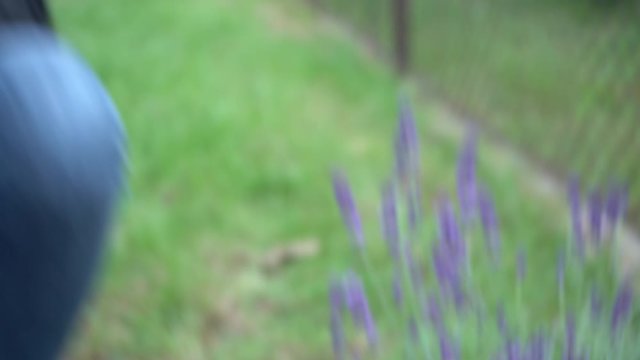 kwiat wrzosu w ogrodzie jesiennym