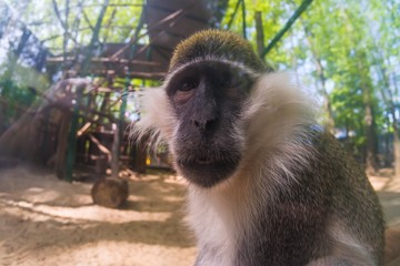 Monkey eyes face nose cute,  life.