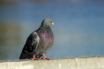 Portrait of a dove on a pink background.