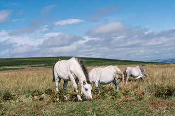 Naklejka na ściany i meble Group of white horses pasturing in the field