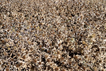 Dried Thistle fields for textured background