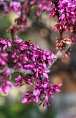 Ast mit lila Bl&uuml;ten im Fr&uuml;hling