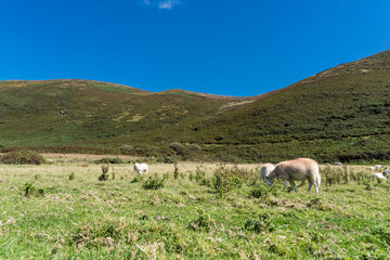 . Sheeps Animals Landscape Meadow Farm