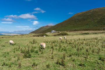 Fototapeta premium Countryside. Group of sheeps grazing and a farmhouse background.