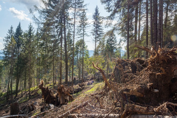 Trentino and Veneto woodland