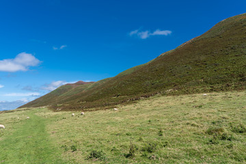 sheep grazing on one of the fields in nature area