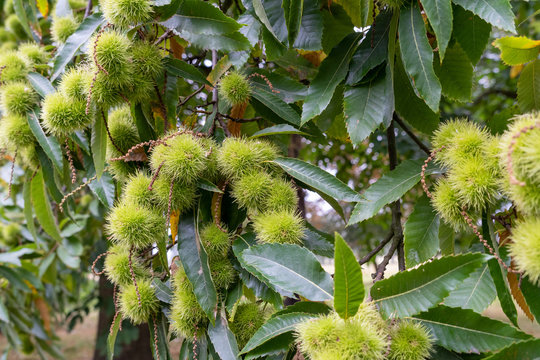 Horse Chesnuts new growth on trees