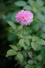 pink rose in the garden