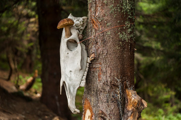 mushroom grows from the skull. skull on a tree