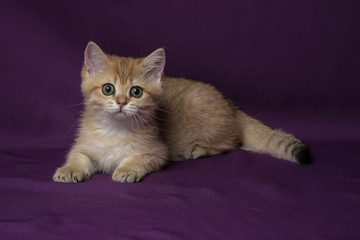 The British Shorthair Cat in room