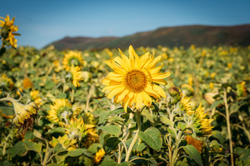 Fototapeta premium Close-up of sunflowers in a field.