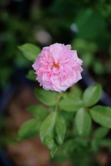 pink flower in the garden