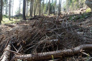 Fototapeta premium Trentino and Veneto woodland