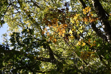 Herbst Wald Bl&auml;tter Laub