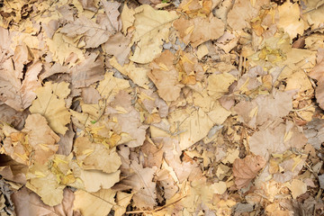 Wilted teak leaf heaping on the ground at autumn