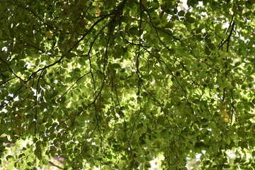 Fototapeta na wymiar Blätter Wald Sonne grün