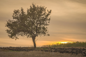 A tree at sunset and golden hour