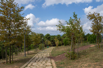 Fototapeta na wymiar Path between trees for walking and relaxing in the park. Walkway in the park.