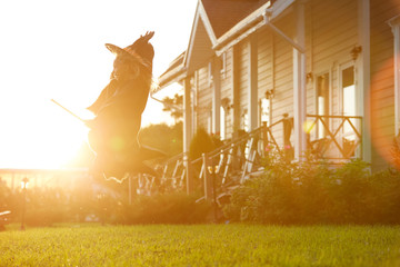Wide angle portrait of cute little witch flying on broom playing outdoors and lit by sunlight in Halloween, copy space