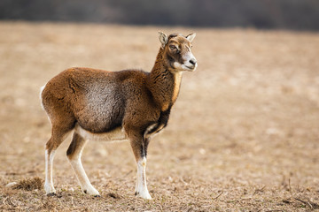Female mouflon, ovis musimon, standing alerted on a meadow with short dry grass in winter season...