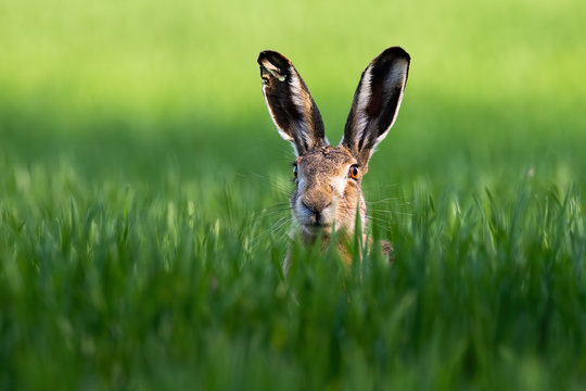 Close-up Of Brown Hare, Lepus Europaeus, Peeking Out From Green Grass In Nature. Wild Animal Partially Covered By Vegetation Looking And Listening In Wilderness.