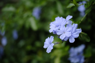 blue flower in garden