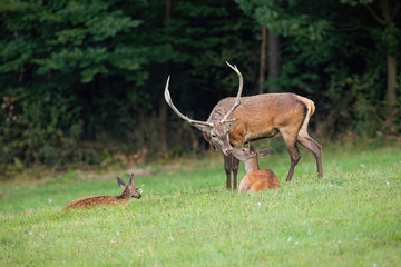 Red deer, cervus elaphus, stag standing close to doe touching with noses in nature in summer. Concept of love in animal family.