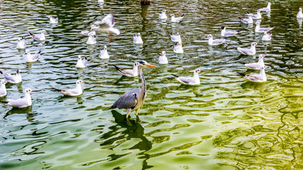 Pond with a variety of birds and a heron in the park of the Ciutadella on a wonderful and sunny day in Barcelona Spain