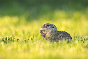 Naklejka na ściany i meble European ground squirrel, spermophilus citellus, eating herb on a green medow at sunrise. Bright colorful scenery with wild animal from nature