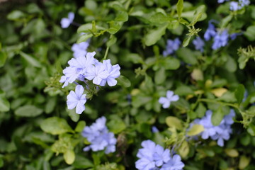 blue flowers in the garden