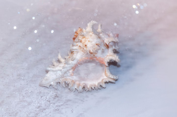 Fototapeta na wymiar Seashell in a spray of water. Sea concept.