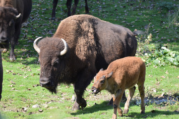 Bison in the outdoors