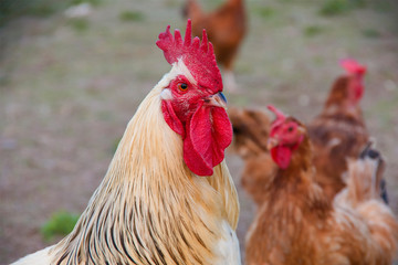 Bird, white rooster with red crest, portrait, hens in the background, countryside, agriculture, breeding