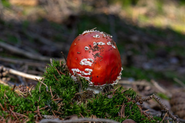 Amanita muscaria, commonly known as the fly agaric or fly amanita, is a basidiomycete of the genus Amanita. It is also a muscimol mushroom. Native throughout the of the Northern Hemisphere.