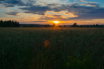 Rural landscape at sunset, clouds, fields, countryside, flares, grain in front, nature