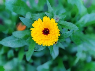Beautiful yellow flower 