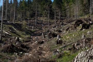Trentino and Veneto woodland