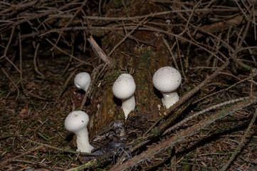 Lycoperdon perlatum, popularly known as the common puffball, warted puffball, gem-studded puffball, or the devil's snuff-box, is a species of puffball fungus in the family Agaricaceae.